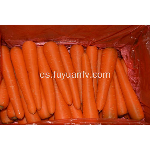 La mejor calidad de zanahoria Shandong